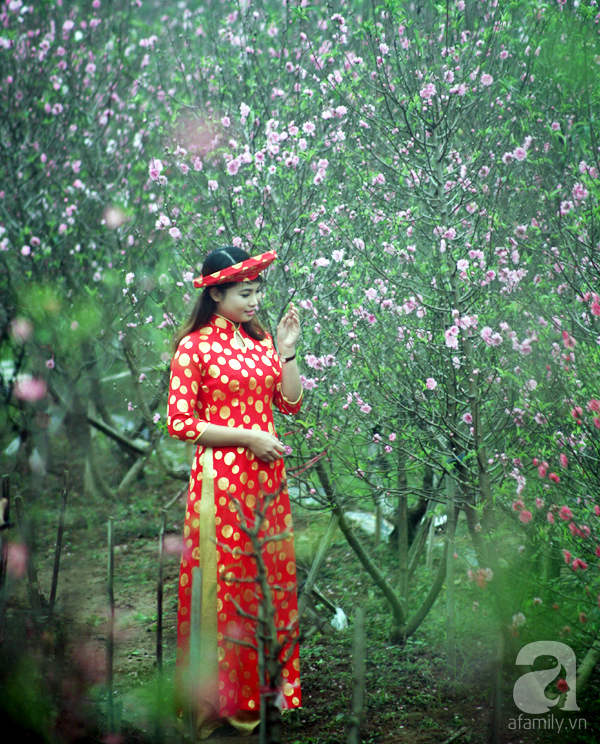 Chưa Tết, đào Nhật Tân đã bung nở: Người tươi cười chụp ảnh, người ôm cây khóc ròng - Ảnh 1.