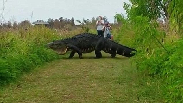 Cá sấu to như khủng long chậm rãi diễu qua mặt du khách - Ảnh 2.