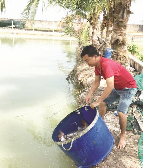 Thu tiền tỷ từ nuôi cá giống lăng nha - Ảnh 3.