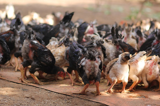 Cận cảnh giống gà Sách Đỏ đầu tiên của Việt Nam