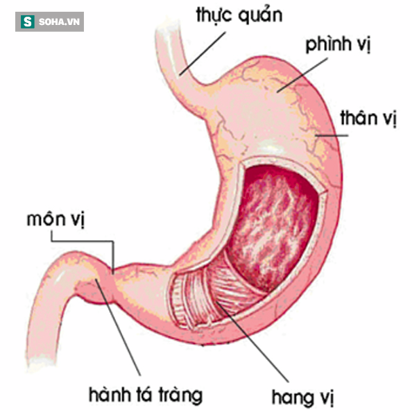 Chuyên gia tiêu hóa cảnh báo 2 thói quen hại dạ dày nhanh nhất: Có thể chính bạn cũng mắc - Ảnh 2.