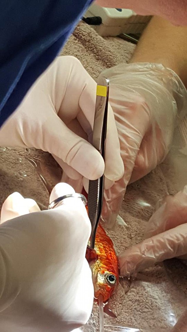 Gia đình mạnh tay chi gần chục triệu đồng phẫu thuật khối u cho chú cá vàng cưng 20 tuổi - Ảnh 2.