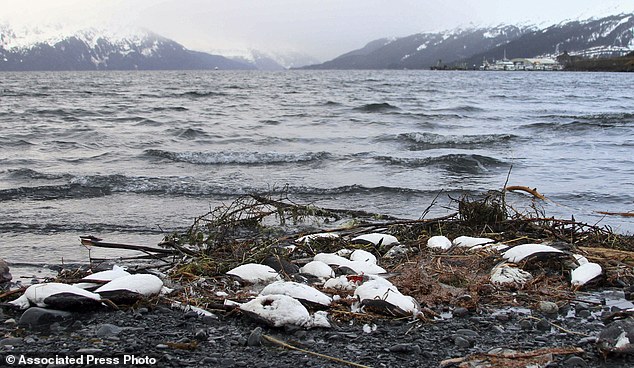 Nguyên nhân này đã khiến hàng chục ngàn chú chim chết bất thường dọc bãi biển Alaska - Ảnh 1.
