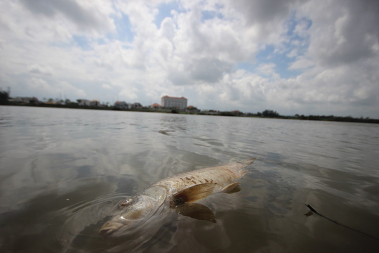 Cá chết bất thường trên sông Bàn Thạch - Ảnh 1.