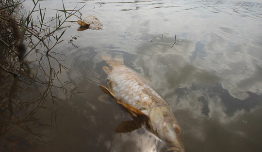Cá chết bất thường trên sông Bàn Thạch - Ảnh 2.