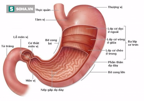 Chuyên gia cảnh báo 4 nguyên nhân gây ung thư dạ dày: Biết càng sớm phòng càng hiệu quả - Ảnh 1.