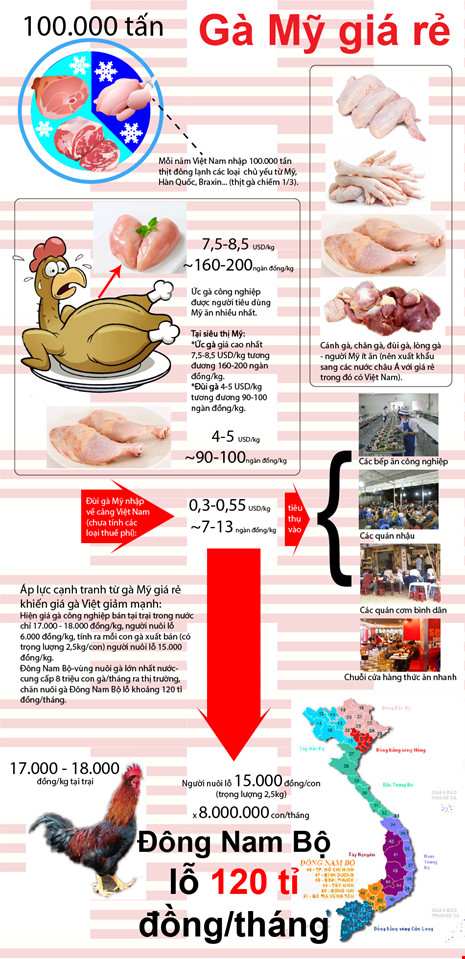 Infographic: Điều chưa biết về đùi gà Mỹ 7.000 đồng/kg - Ảnh 1.