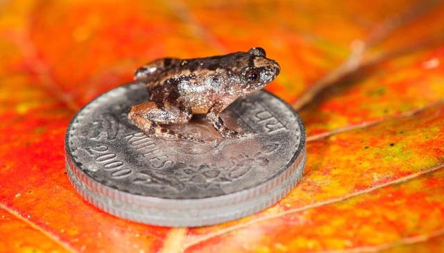 Những chú ếch chỉ nhỏ bằng... móng tay này sắp đứng bên bờ vực tuyệt chủng - Ảnh 1.