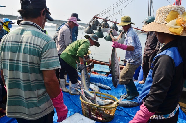 Bắt được mẻ cá lớn chưa từng thấy, ngư dân kiếm 5 tỷ trong 2 ngày - Ảnh 1.