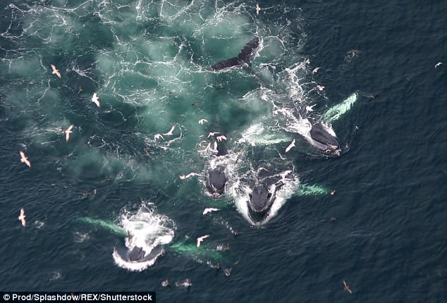 Bí ẩn vụ tập trung gần 200 con cá voi lưng gù chưa từng có trong lịch sử - Ảnh 3.