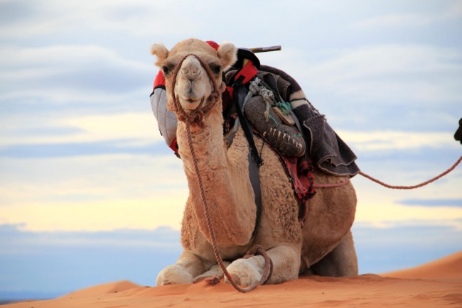 Chết là bất hợp pháp ở thị trấn Na Uy, Ả Rập Saudi phải nhập khẩu lạc đà từ Úc... và 8 sự thật ít người biết - Ảnh 8.