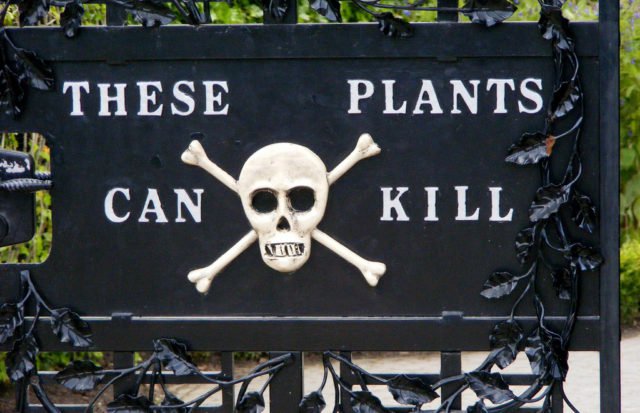 Khám phá khu vườn chết người nổi tiếng nhất thế giới, có thể mất mạng khi tham quan nơi đây - Ảnh 2.