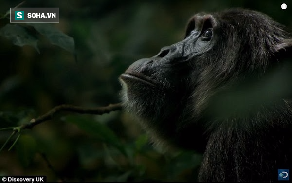 Cả đàn tinh tinh Uganda hợp sức truy sát khỉ con bé nhỏ - Ảnh 1.