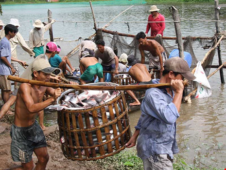 Thương lái Trung Quốc xúi dân bỏ rau câu vào tôm - Ảnh 1.