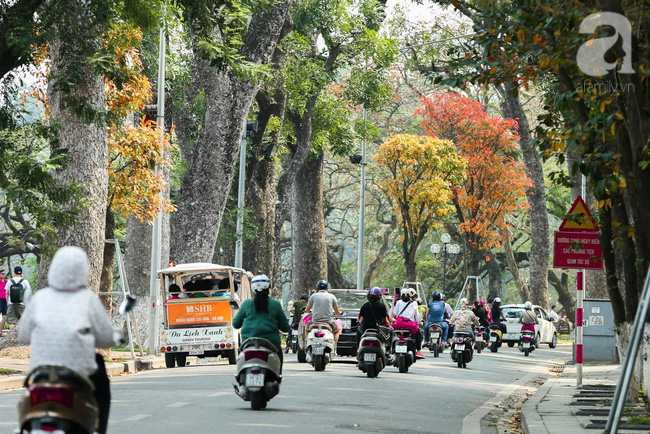 Xuyến xao đón ngày nắng ngọt ngào phủ lên những hàng cây đang thay lá giữa Hà thành - Ảnh 1.