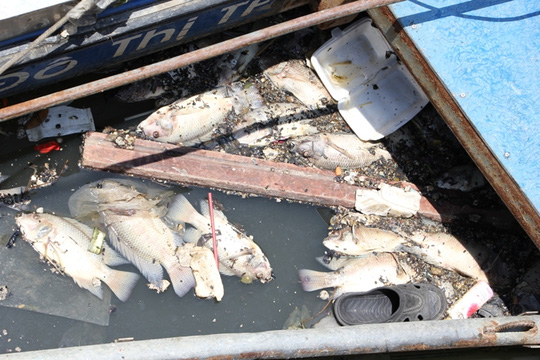 Cá chết trên kênh Nhiêu Lộc sau cơn mưa bất thường - Ảnh 2.