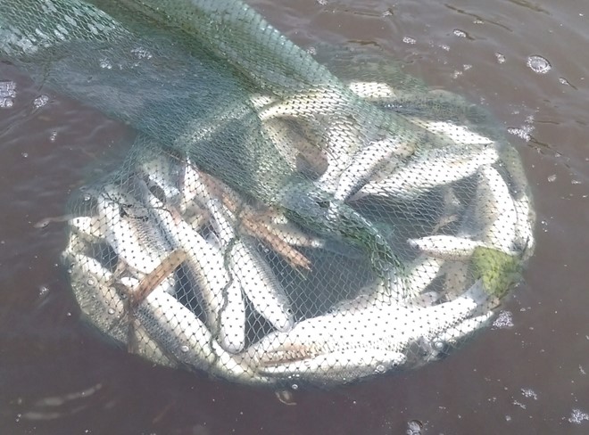 Cá chết nổi trắng mặt sông, kéo dài cả chục km ở Thanh Hóa - Ảnh 2.
