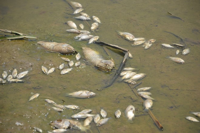 2 tấn cá nằm phơi bụng trên cánh đồng tại Đà Nẵng - Ảnh 1.