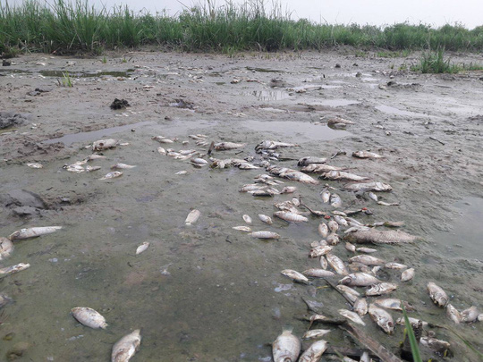 2 tấn cá nằm phơi bụng trên cánh đồng tại Đà Nẵng - Ảnh 2.