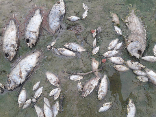 2 tấn cá nằm phơi bụng trên cánh đồng tại Đà Nẵng - Ảnh 3.