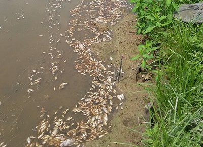 2 tấn cá nằm phơi bụng trên cánh đồng tại Đà Nẵng - Ảnh 4.