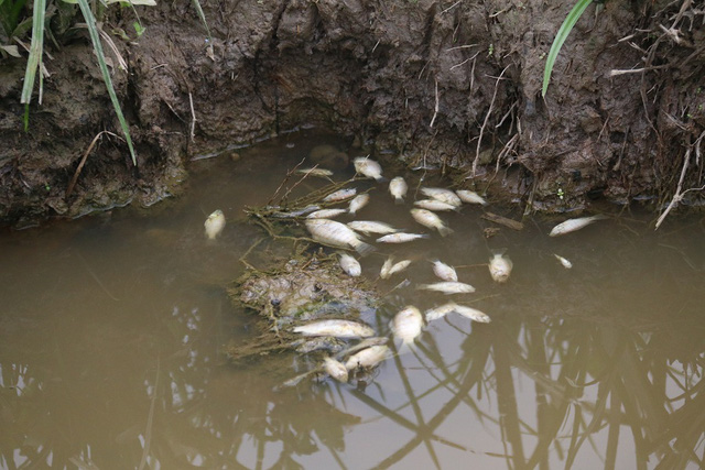2 tấn cá nằm phơi bụng trên cánh đồng tại Đà Nẵng - Ảnh 5.