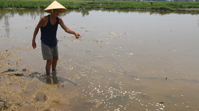 2 tấn cá nằm phơi bụng trên cánh đồng tại Đà Nẵng - Ảnh 6.