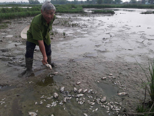 2 tấn cá nằm phơi bụng trên cánh đồng tại Đà Nẵng - Ảnh 8.