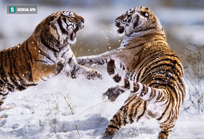 Hai con hổ hồn nhiên nhất thế giới: Vừa hỗn chiến ác liệt lại kề vai đi săn - Ảnh 2.