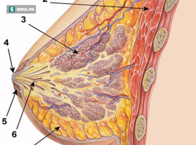 Cảnh báo của Giám đốc BV K trung ương: Khi có dấu hiệu sau, 80% là đã mắc ung thư vú - Ảnh 1.