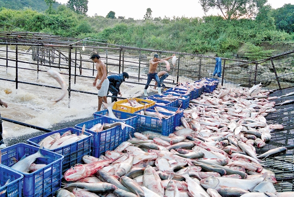 Săn “cá ma” vùng hồ Ayun Hạ - Ảnh 1.