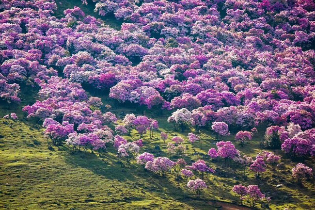 Trung Quốc: Khách tham quan hồn nhiên bẻ cành cây nướng thịt giữa rừng hoa đỗ quyên tuyệt đẹp - Ảnh 1.