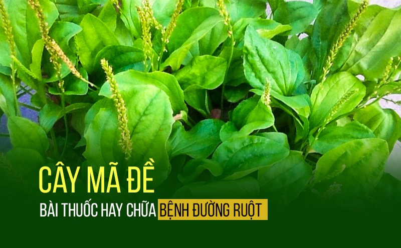 Cây thuốc quý không trồng vẫn mọc um tùm đầy vườn, nhiều người thấy lại ngó lơ - Ảnh 3.