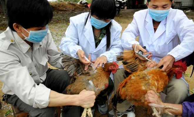 Bùng phát dịch cúm virus H7N9, tốc độ nhanh gấp 1.000 lần - Ảnh 1.