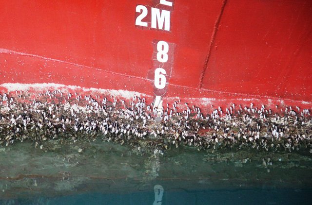 Tàu vỏ thép rỉ sét do nước biển quá mặn: Cần công an điều tra - Ảnh 2.