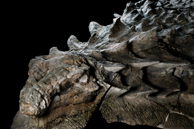 Phát hiện một hóa thạch khủng long được bảo quản đặc biệt tốt ở Alberta, trông giống hệt như đang còn sống - Ảnh 1.