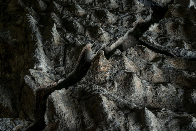 Phát hiện một hóa thạch khủng long được bảo quản đặc biệt tốt ở Alberta, trông giống hệt như đang còn sống - Ảnh 2.