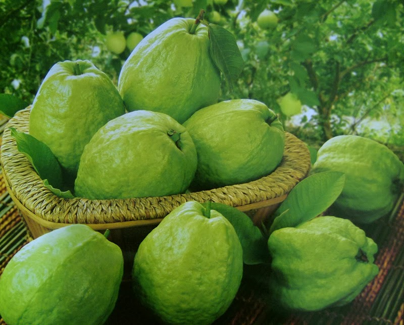 Mùa hè đến, chỉ cần ăn một quả ổi chín cũng mang đến cho cơ thể 10 tác dụng kỳ diệu - Ảnh 2. Mùa hè đến, chỉ cần ăn một quả ổi chín cũng mang đến cho cơ thể 10 tác dụng kỳ diệu - Ảnh 2.