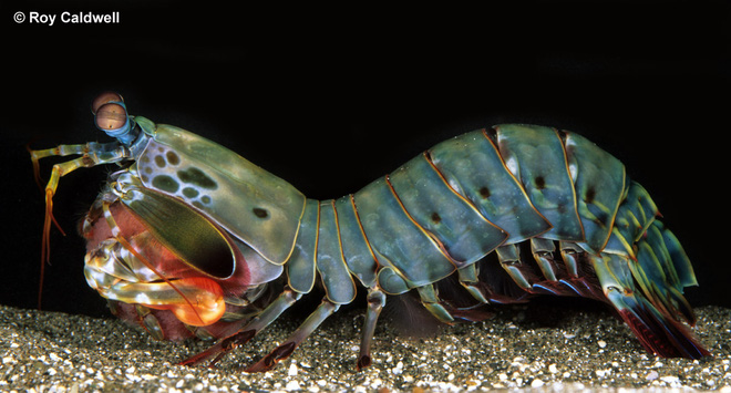 Dài 10cm và sống dưới đại dương, sinh vật này có thể thay đổi cả thế giới - Ảnh 1.