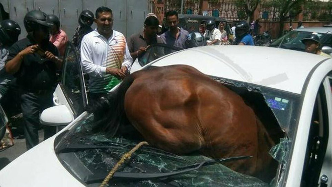Ấn Độ: Nắng nóng kinh hoàng, ngựa phát điên lao qua cửa kính, chui vào ô tô đang đi trên đường - Ảnh 2.