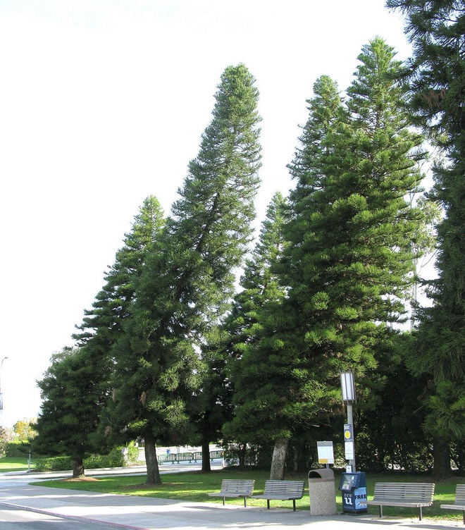 Kỳ lạ những cây thông không mọc thẳng đứng mà nghiêng về một bên khiến các nhà khoa học bối rối - Ảnh 2.