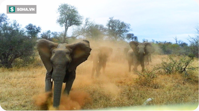 Khó chịu vì bị quấy rầy, tê giác tẩn cả voi rừng châu Phi - Ảnh 1.