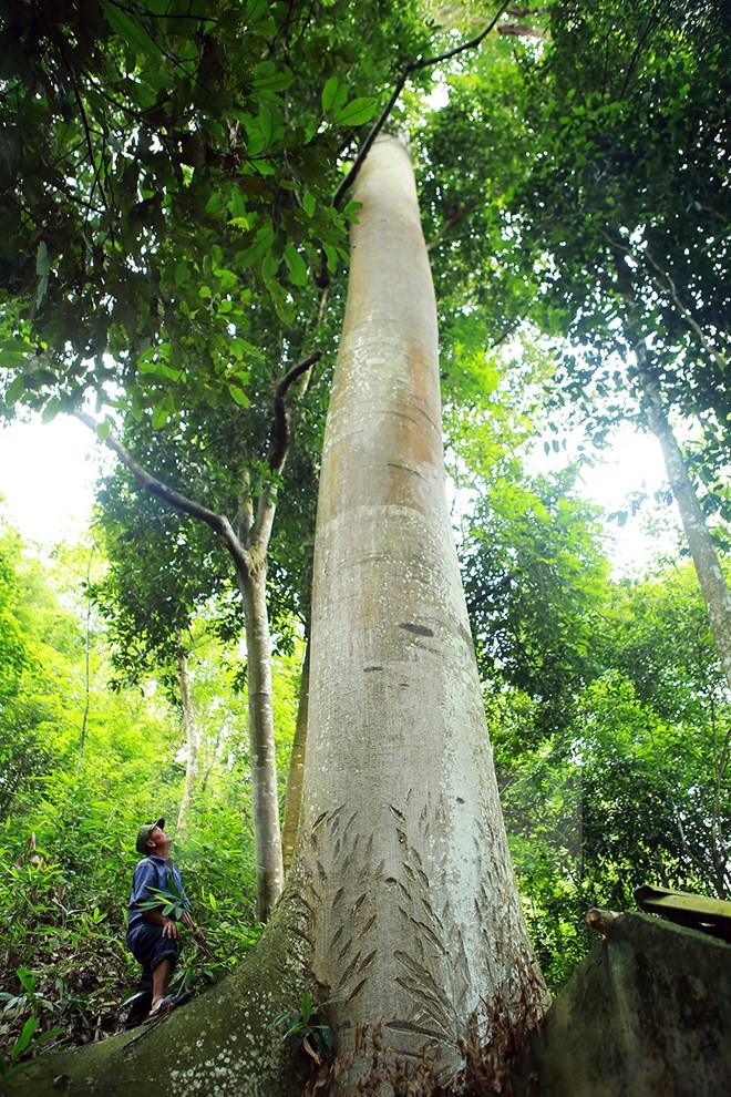 Kỳ lạ cây tổ ong khổng lồ của người dân tộc Thái ở Điện Biên - Ảnh 1.