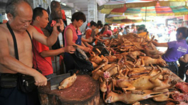 Dù có tin bị cấm, hàng nghìn chú chó vẫn bị giết thịt công khai trước lễ hội thịt chó Trung Quốc - Ảnh 1.
