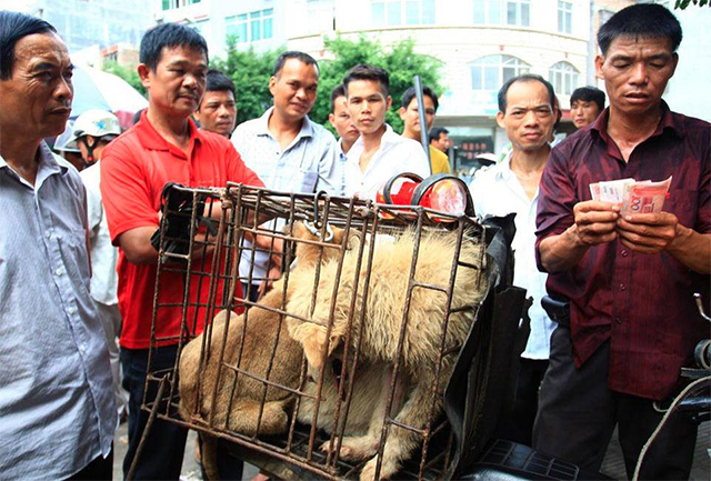 Dù có tin bị cấm, hàng nghìn chú chó vẫn bị giết thịt công khai trước lễ hội thịt chó Trung Quốc - Ảnh 2.