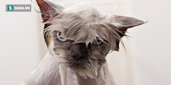Ai cũng biết loài mèo sợ nước nhưng chính xác thì vì sao lại thế? - Ảnh 3.