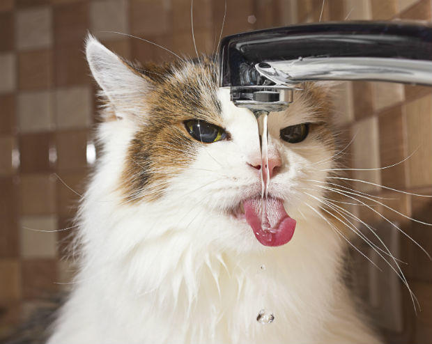 Ai cũng biết loài mèo sợ nước nhưng chính xác thì vì sao lại thế? - Ảnh 2.