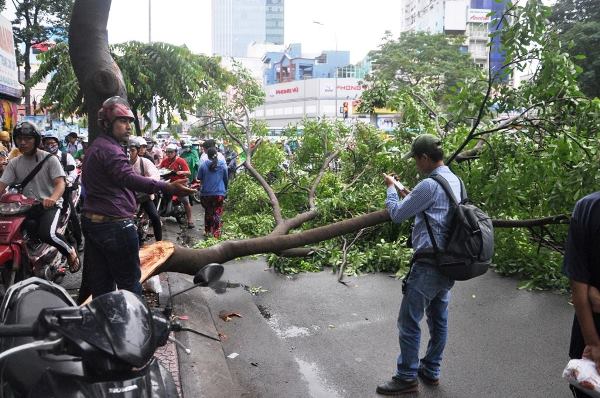 Cây xanh ngã đè ô tô, đường Sài Gòn ùn tắc trong cơn mưa chiều - Ảnh 1.