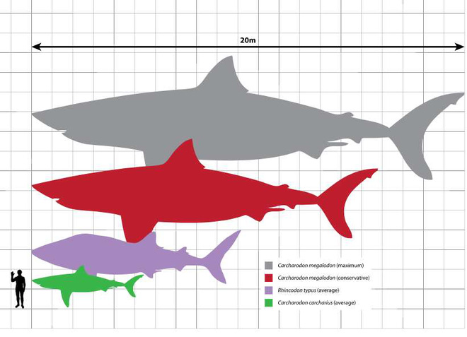 Thứ gì đã giết chết đại cá mập Megalodon? Cuối cùng khoa học cũng giải đáp được - Ảnh 1.
