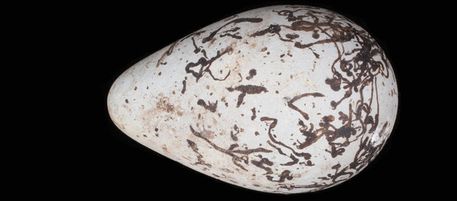 Vì sao trứng chim lại có nhiều hình dáng khác nhau? Bí mật nằm ở đôi cánh - Ảnh 1.
